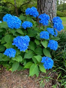 blue flower